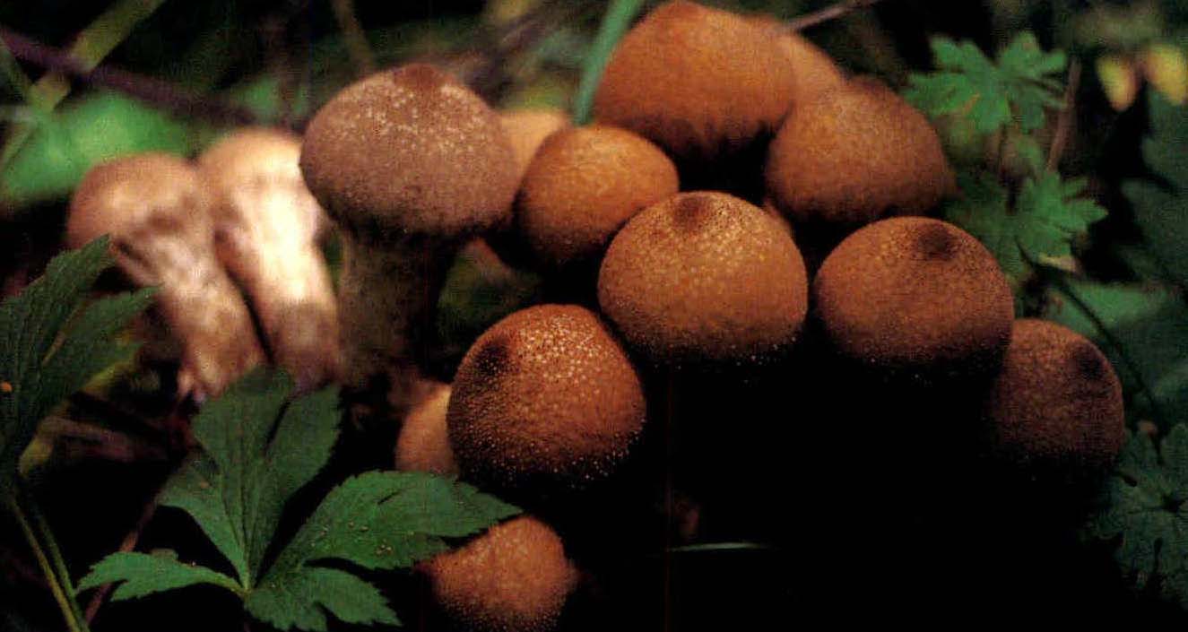 Lycoperdon longistipum Zang et Yuan